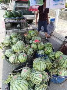 郫县网红吃瓜事件,一场网络狂欢背后的真相与反思