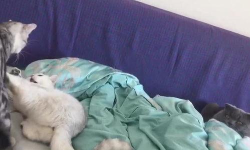 喵喵福利吃瓜网,揭秘娱乐圈幕后故事，带你畅游娱乐资讯海洋