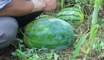 西昌吃瓜事件网红叫什么,网红引发的网络狂欢