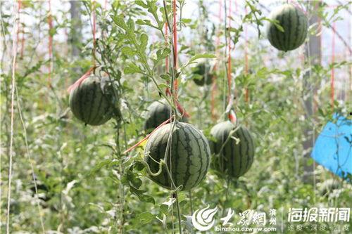 云南怒江网红视频吃瓜,一场别开生面的“吃瓜”盛宴