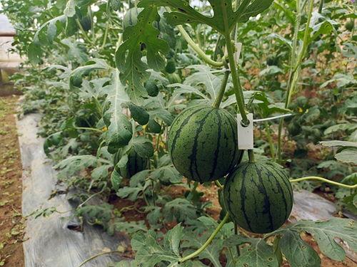 五一拍到网红吃瓜,揭秘热门事件幕后真相