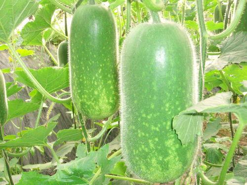 博雅网红吃瓜视频大全,揭秘娱乐圈幕后故事