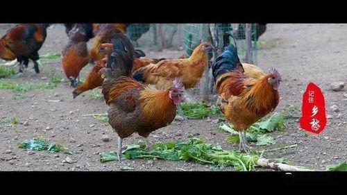 吃瓜网云南蔡总遛鸟视频,吃瓜网友热议